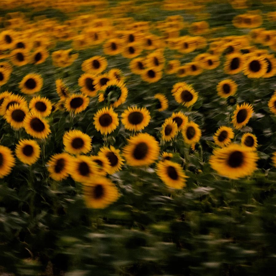 Darren Johnson